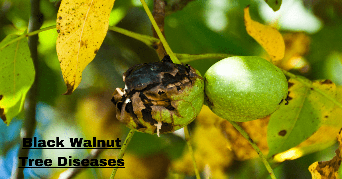 Black Walnut Tree Diseases: