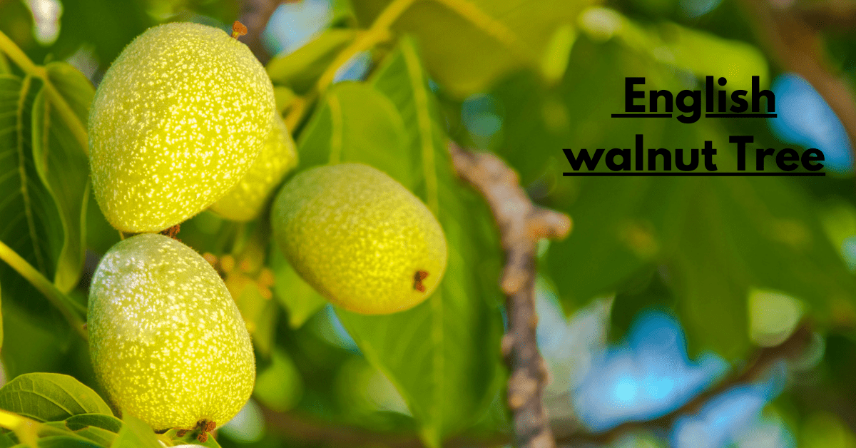 English walnut Tree: