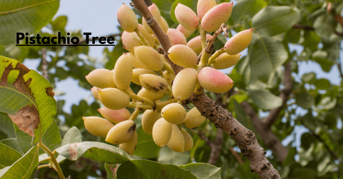 Pistachio Tree: