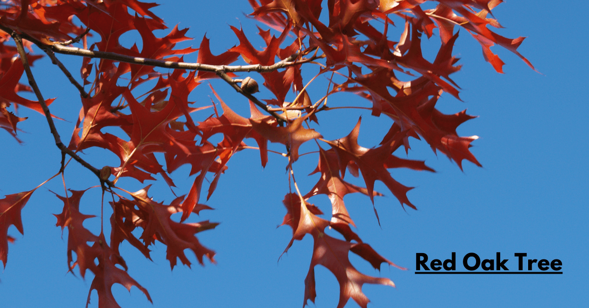 Red Oak Tree: