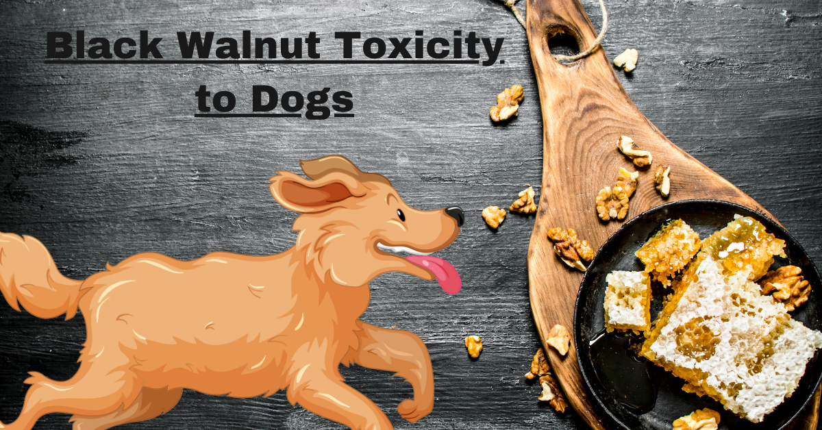 Black Walnut Toxicity to Dogs: