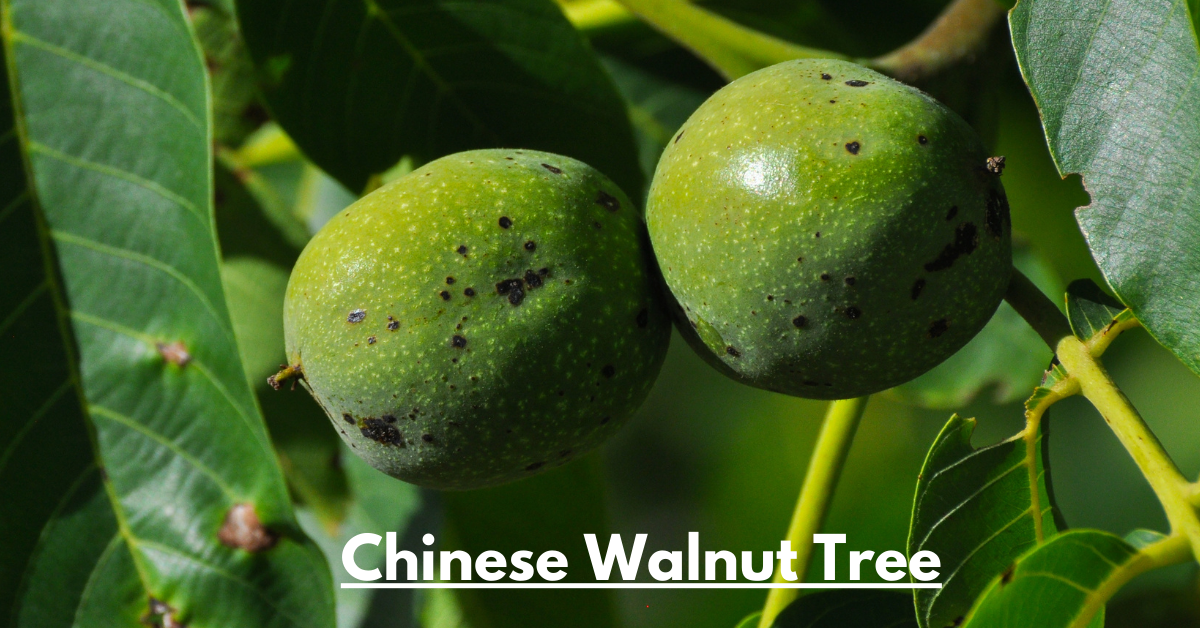 Chinese Walnut Tree: