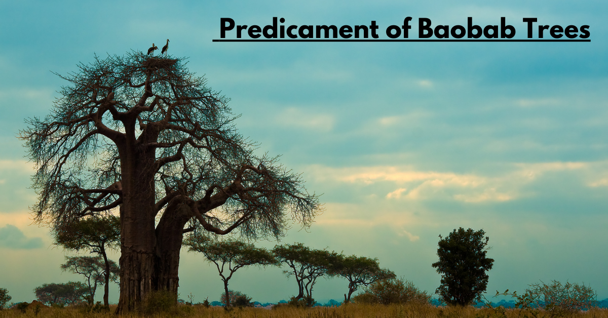 The Predicament of Baobab Trees: