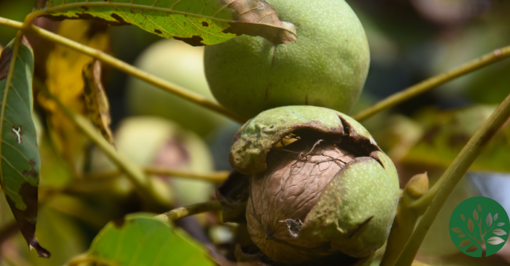 Do Walnut Trees Produce Nuts (1)