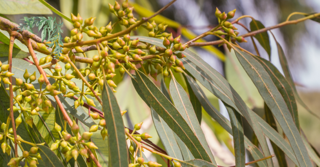 Eucalyptus Tree Price in Pakistan (1