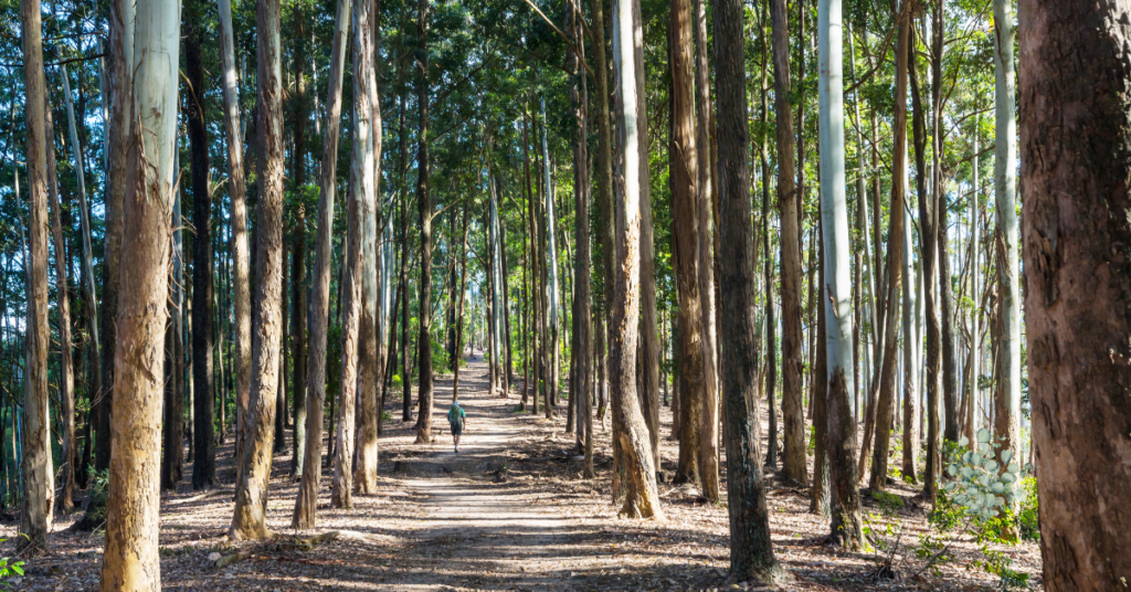 Eucalyptus Tree Price in Pakistan (3)