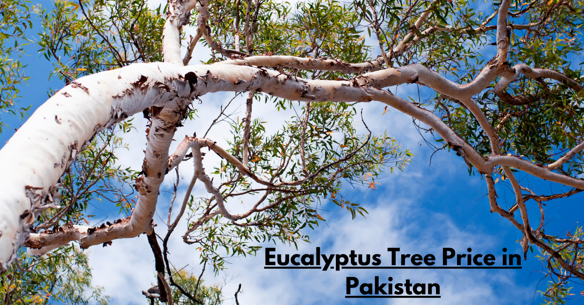 Eucalyptus Tree Price in Pakistan: