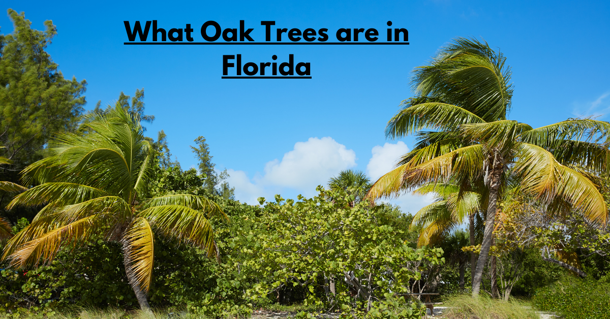 What Oak Trees are in Florida?