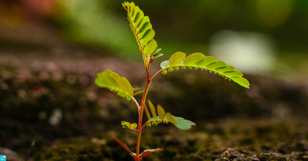 Not to Plant near a Black Walnut