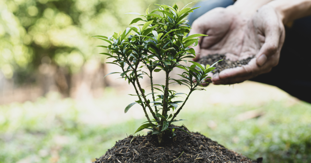 Not to Plant near a Black Walnut