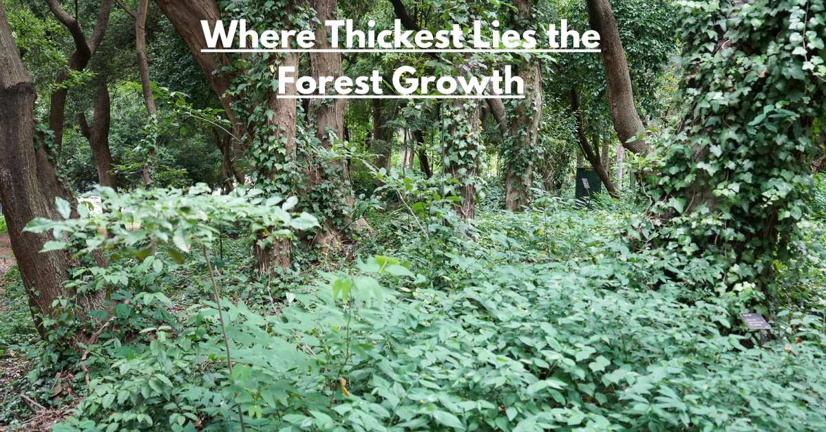 Where Thickest Lies the Forest Growth: