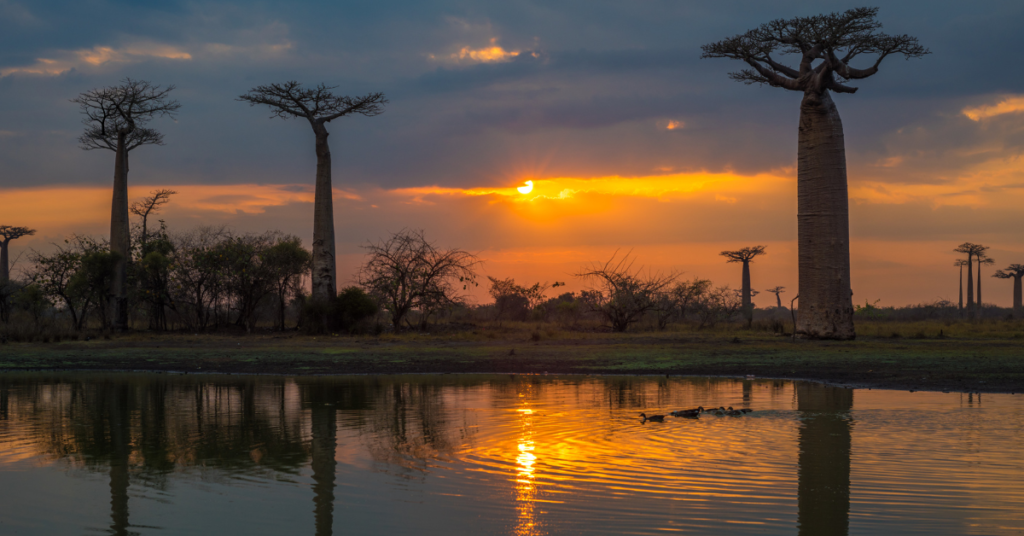 Baobab Tree Symbolism?