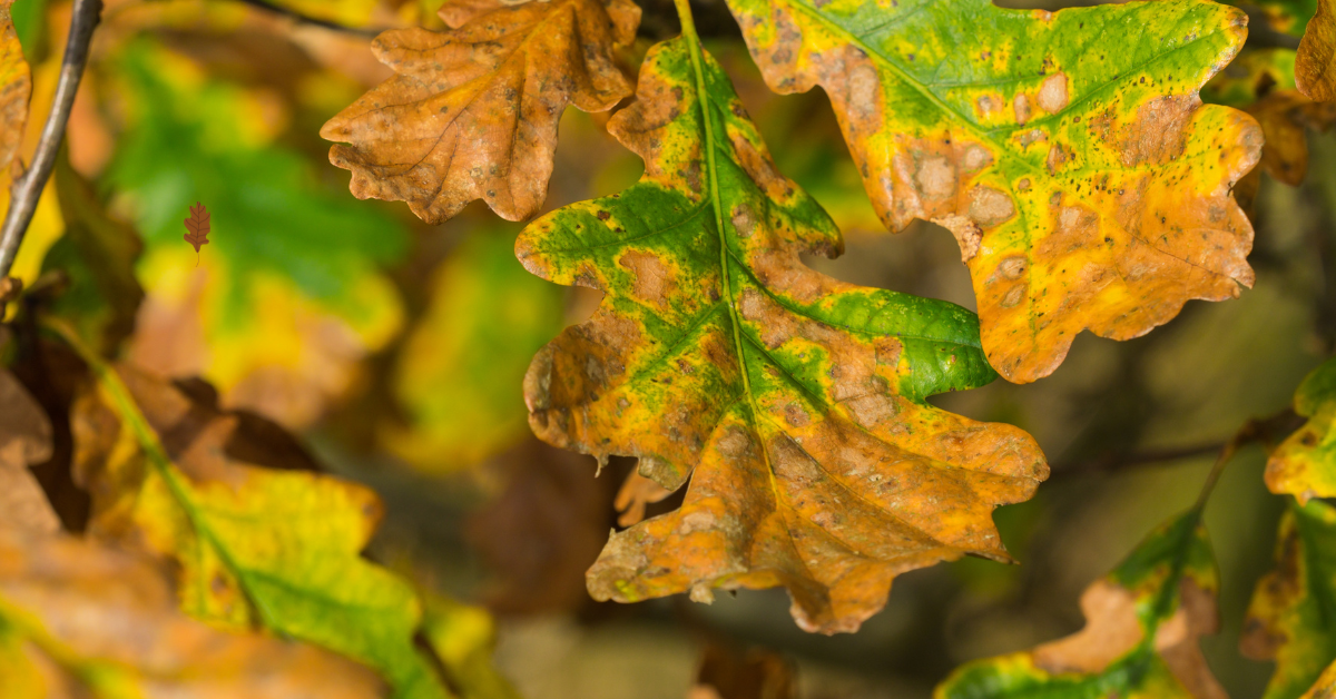 Oak Tree Leaves Turning Brown?