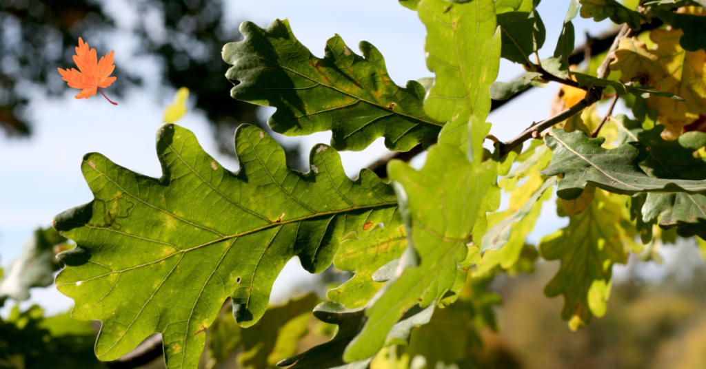  Oak Tree Leaves Turning Brown.