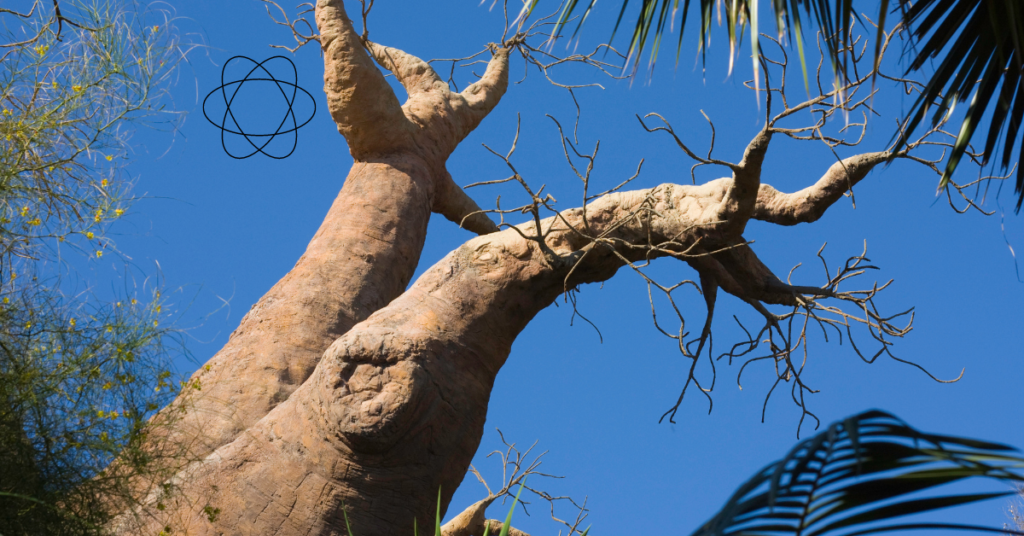 Baobab Tree Symbolism?