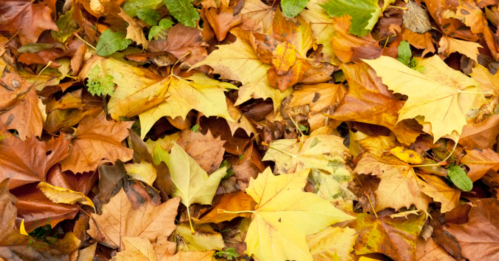  Oak Tree Leaves Turning Brown.