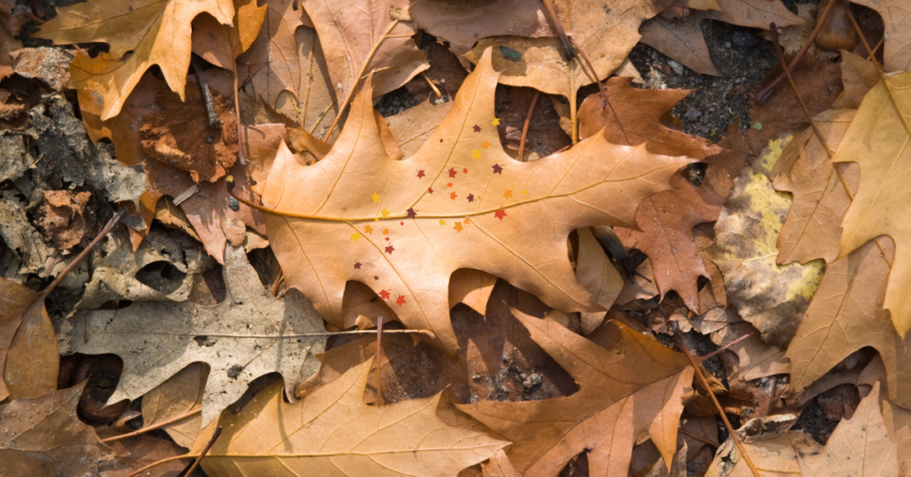  Oak Tree Leaves Turning Brown.