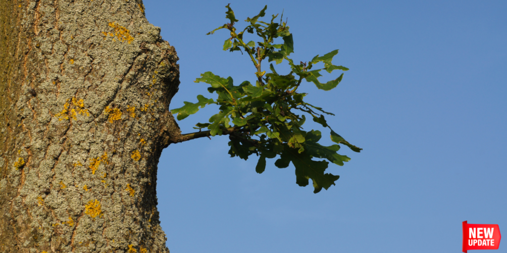  Legend of the Oak Tree?