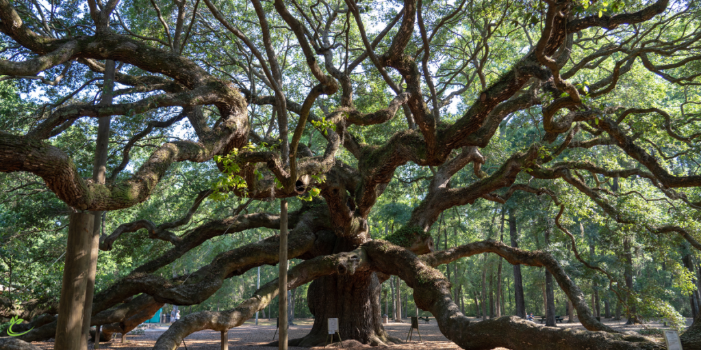  Legend of the Oak Tree?