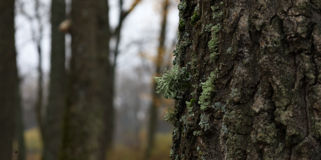 Robin Pseudoacacia Black Locust Tree: 