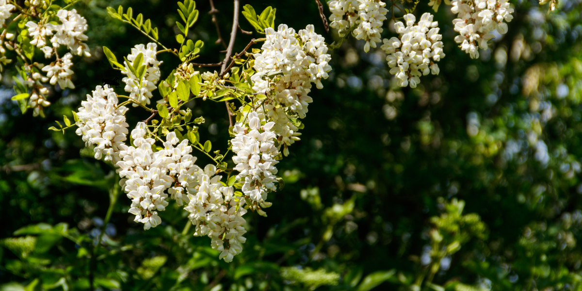 Robin Pseudoacacia Black Locust Tree: An In-Depth Guide