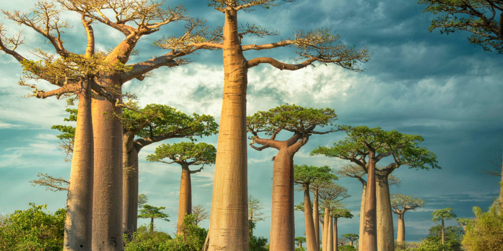 Baobab Trees of Madagascar: