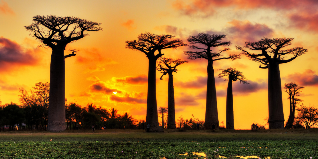 Baobab Trees of Madagascar: