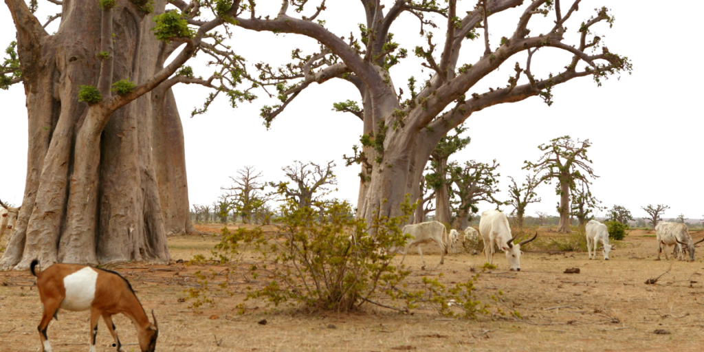 Baobab Trees of Madagascar: