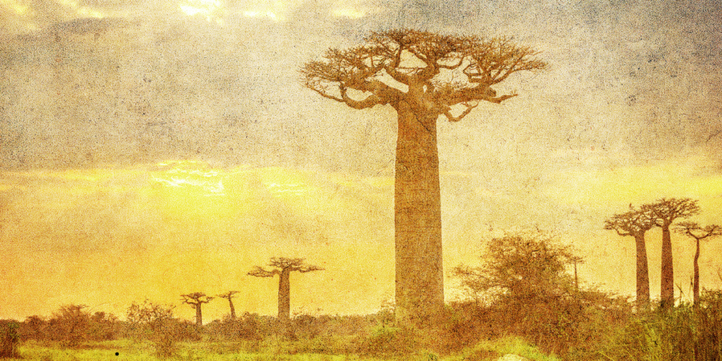 Baobab Trees of Madagascar: