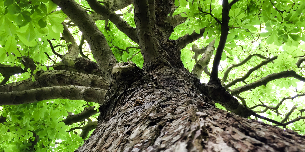 Thousand Oaks Tree Trimming: A Comprehensive Guide