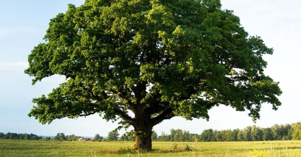 How Much Does an Oak Tree Weigh? 