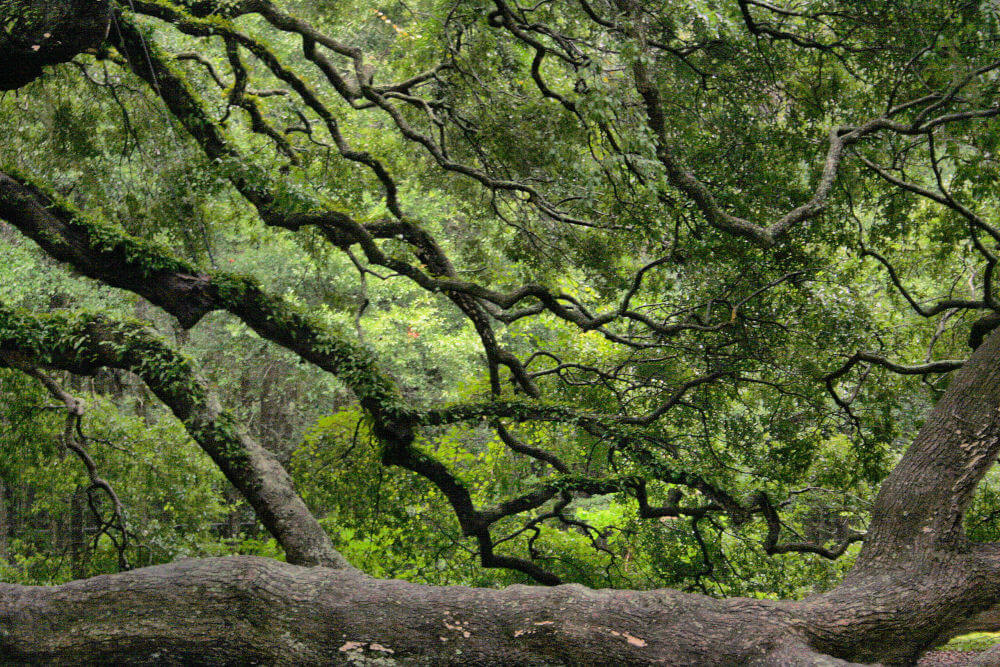 How Much Does an Oak Tree Weigh?