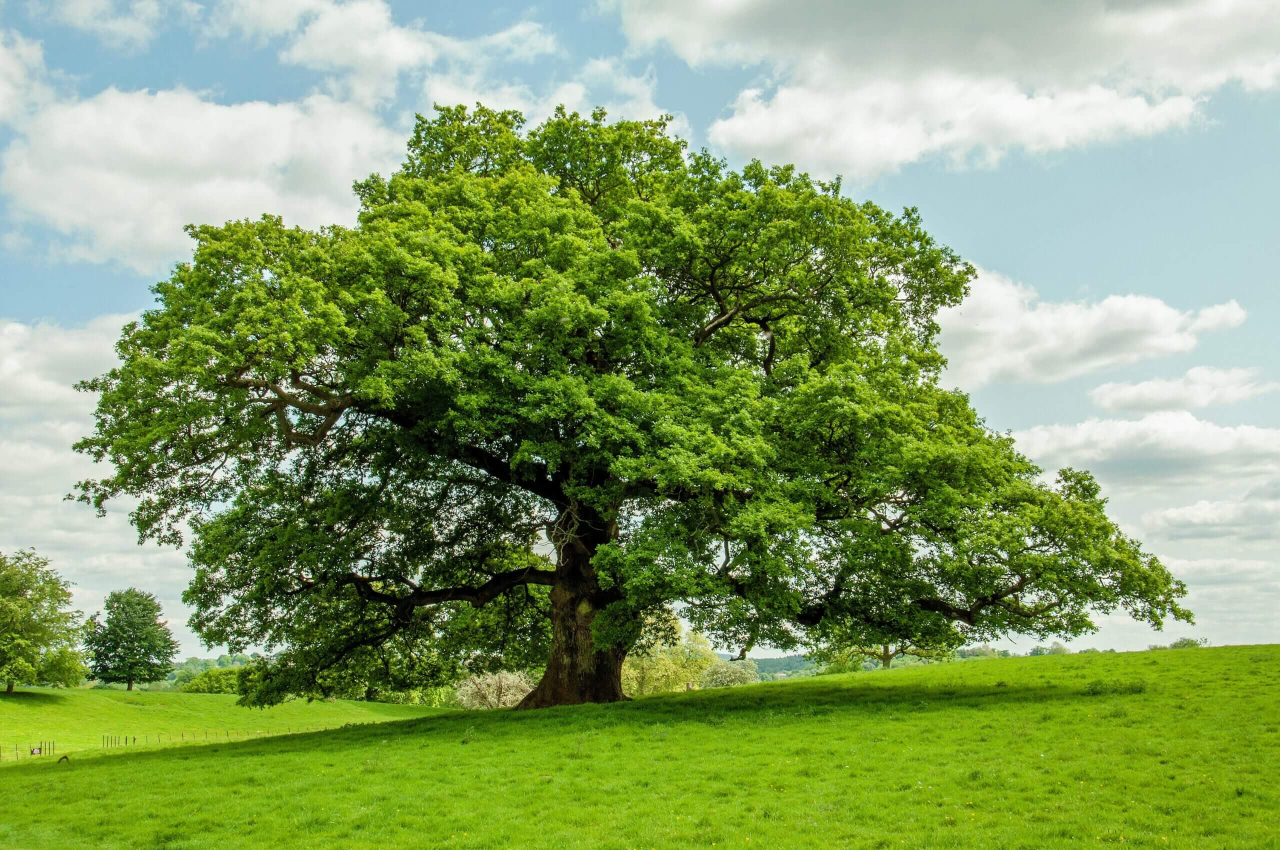 How Much Does an Oak Tree Weigh? A Complete Guide