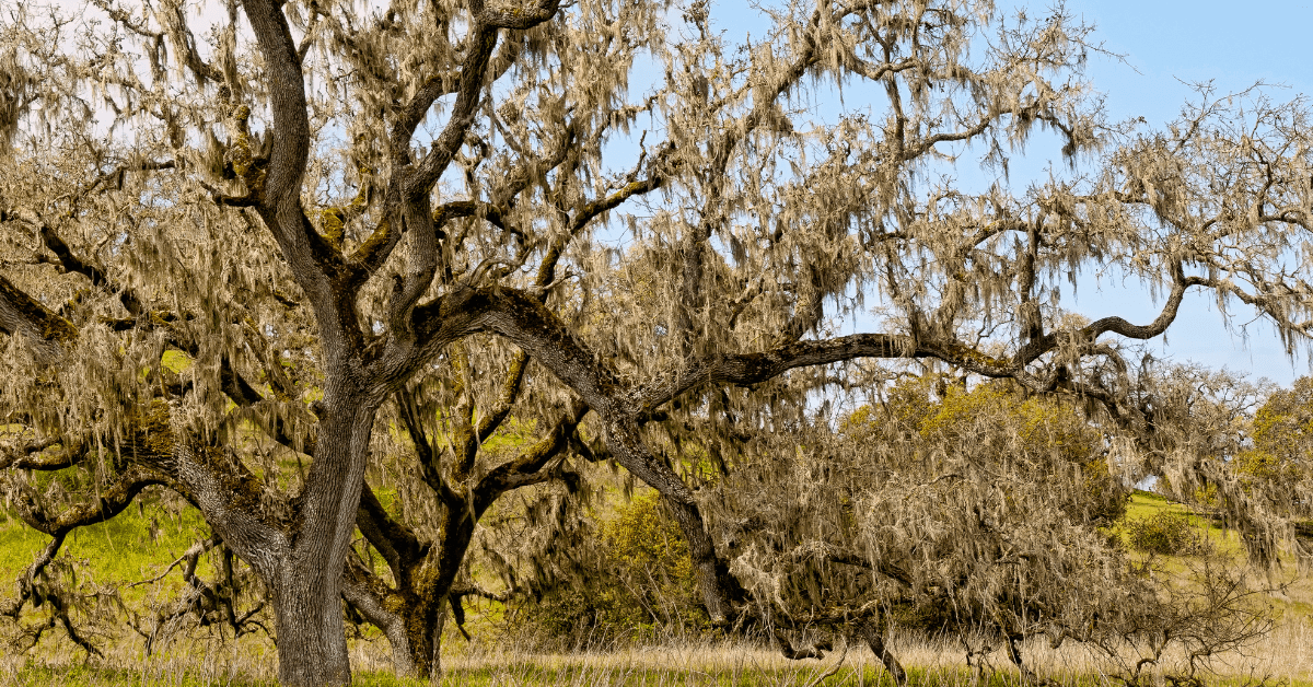 How Do Oak Trees Adjust to Distinctive Climates?