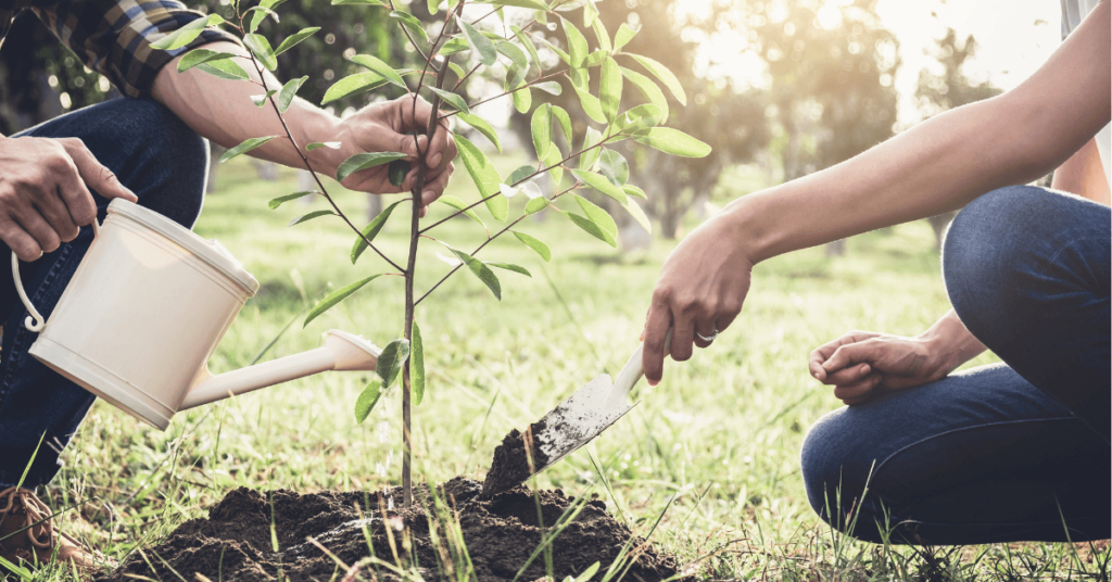 Growing Walnut Trees from Nuts: 