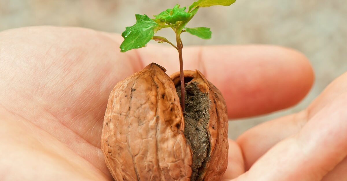 Growing Walnut Trees from Nuts: