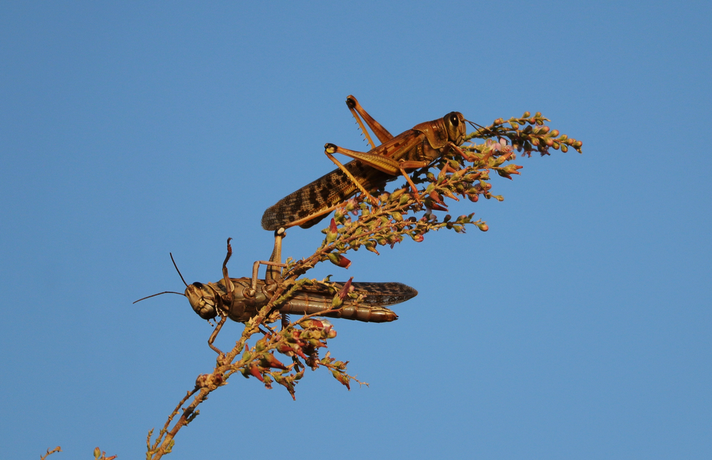 What is the Difference among Honey Locust and Black Locust?